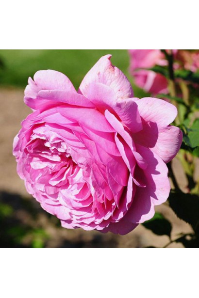 Роскошные цветы розы английский на штамбе Аленушка.